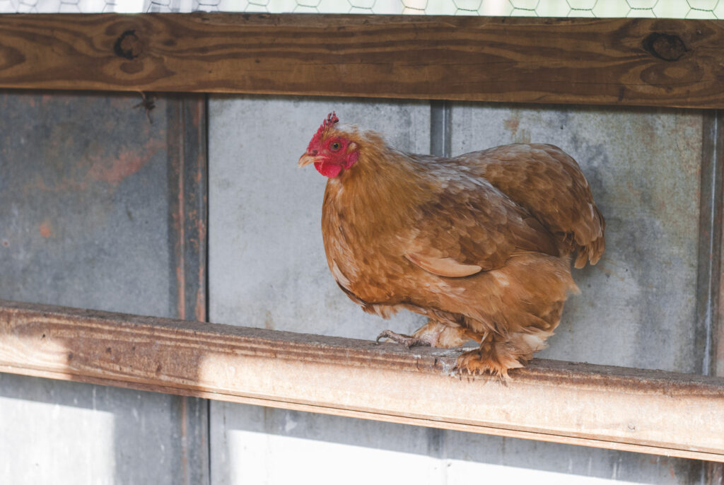 bantam buff cochin on a roost in a coop. 