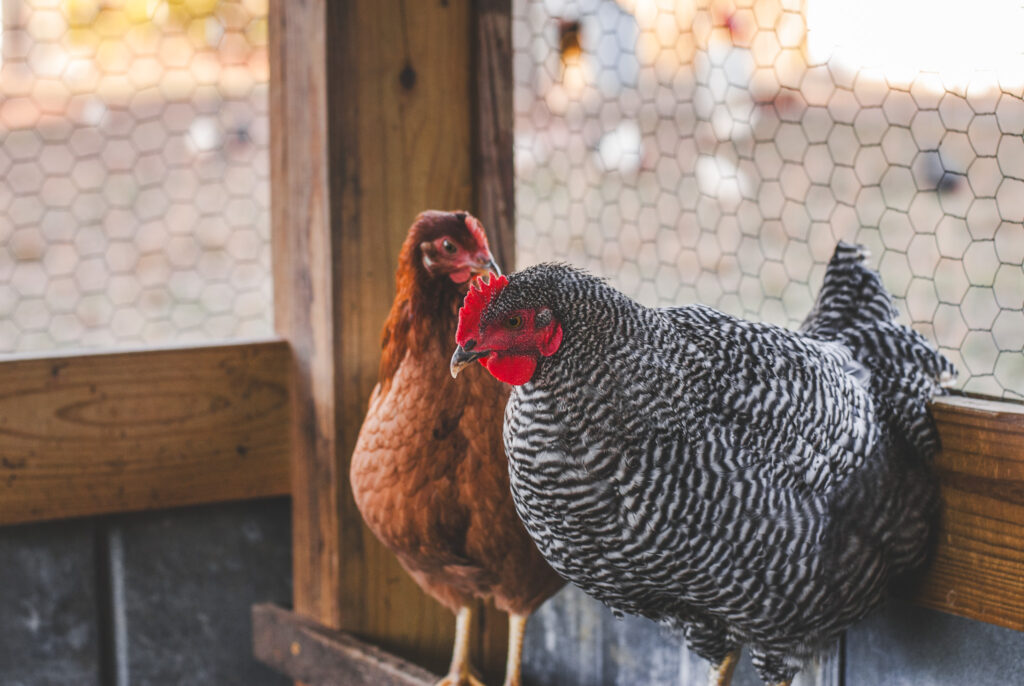 Chickens on a roost in a coop fo 20 chickens