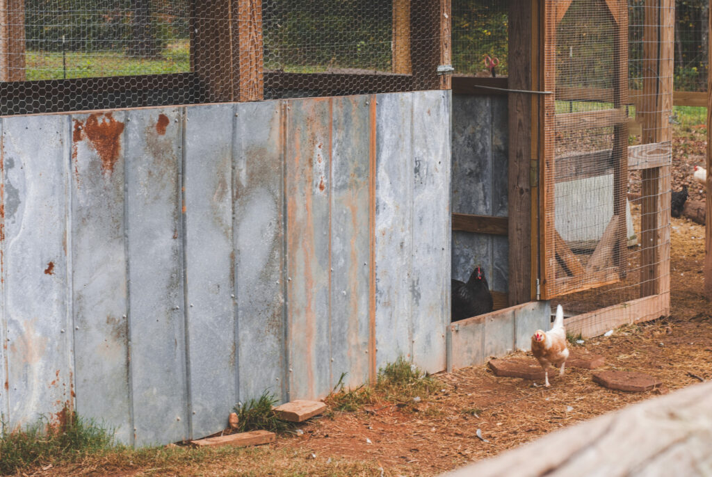 Chicken coop for 20 chickens  with chicken in front of it