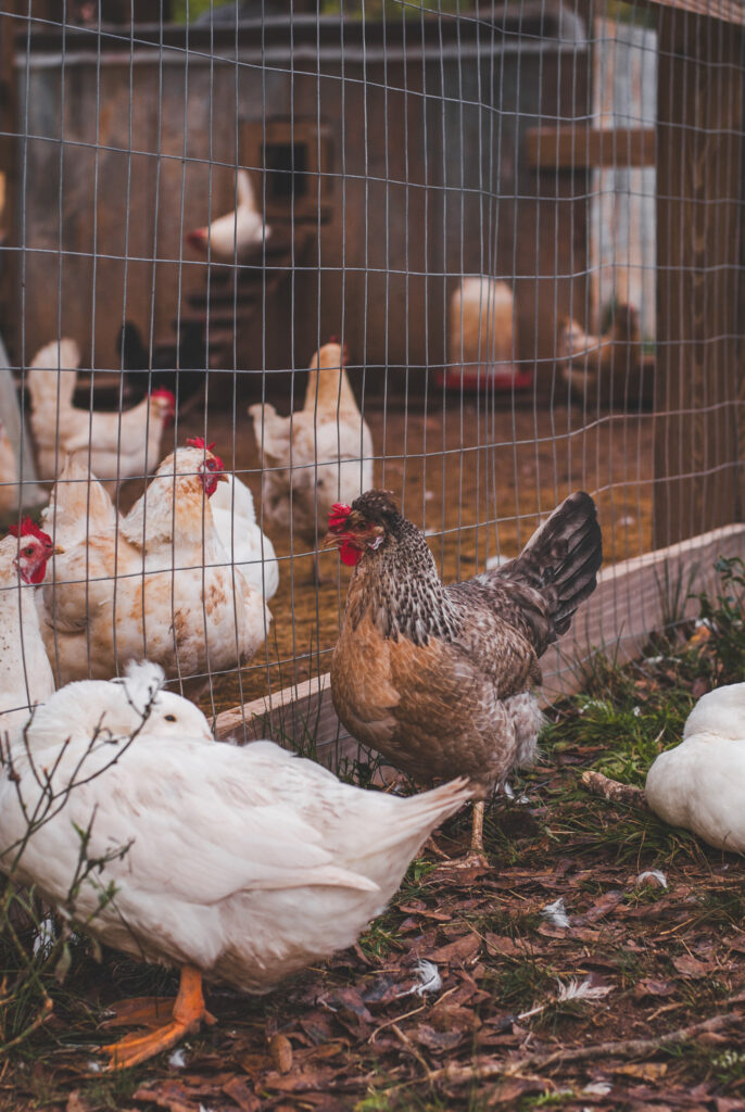 Chicken standing outside of chicken run with various chickens inside 