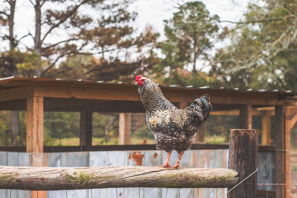 Chicken on a post in front of a chicken coop. 