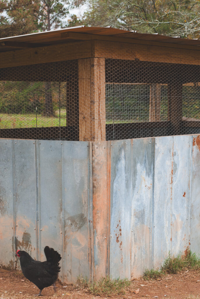 chicken coop with tin and wire top for 20 chickens