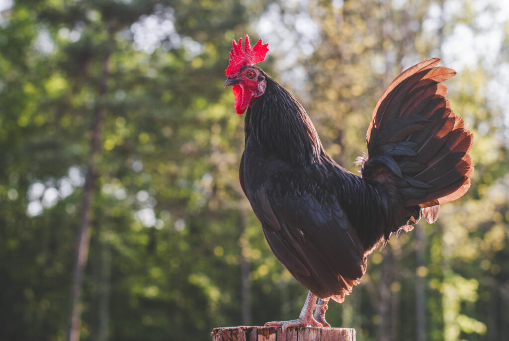 English bantam black rooster on a post. 