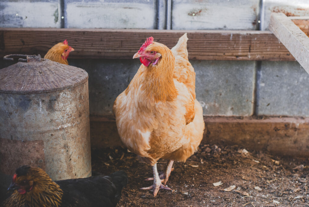 Buff Orpington chicken