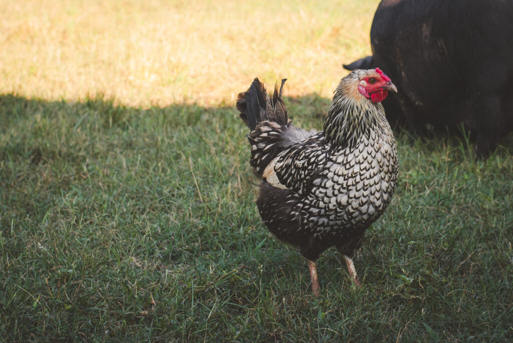 Silver Laced Wyandotte chicken 