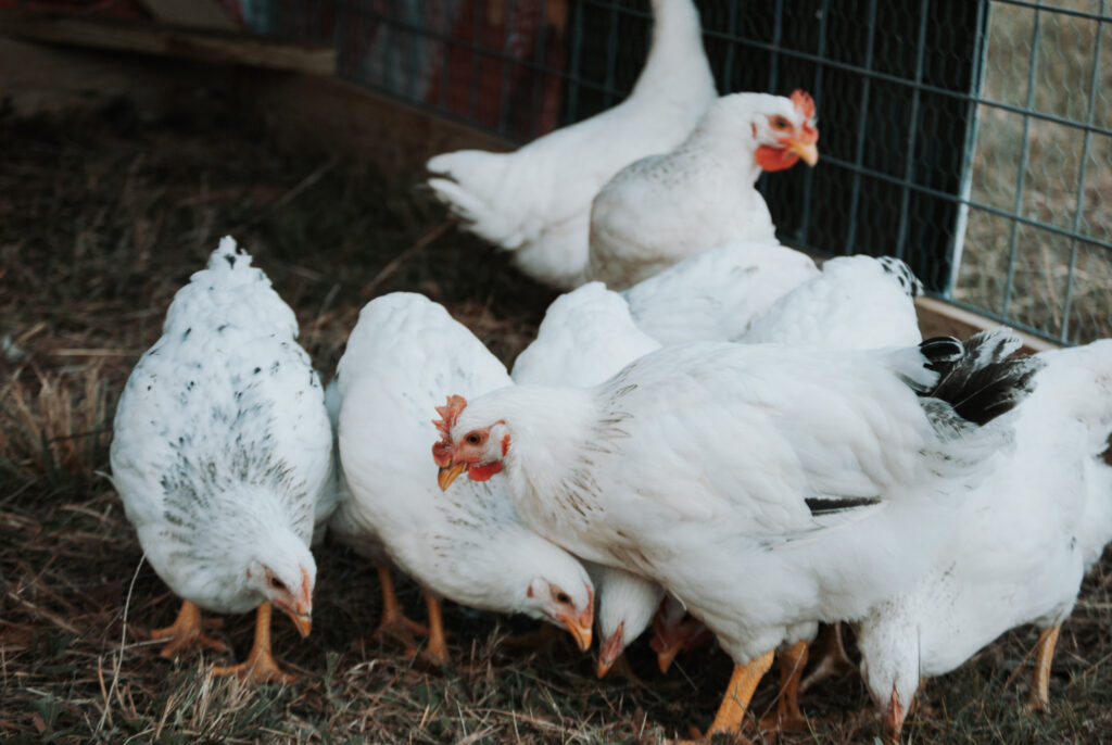 Delaware Chickens eating grass