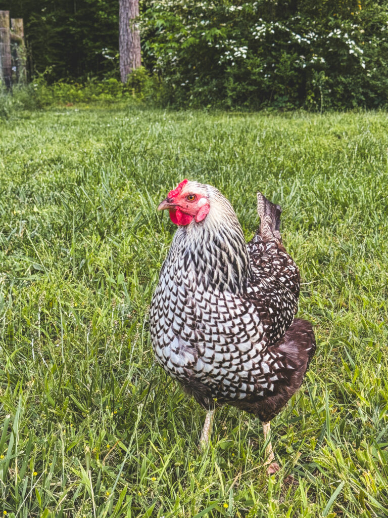 Silver laced Wyandotte chicken 