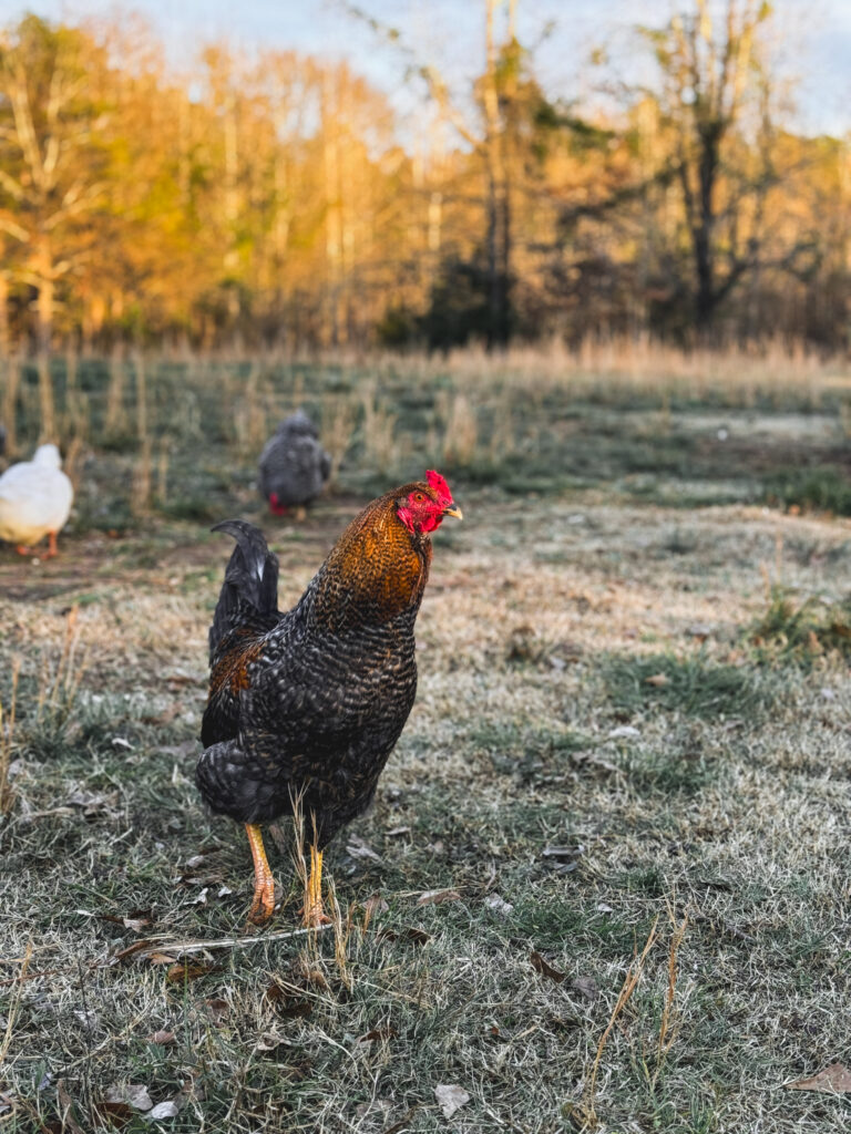 Bielefelder chicken on grass 