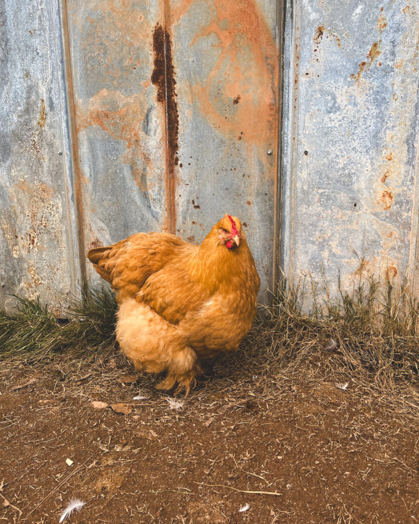 Cochin Chicken Breeds 