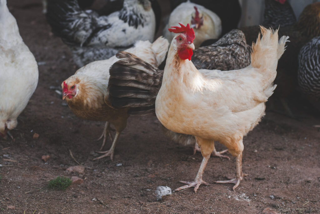 White Leghorn Chicken