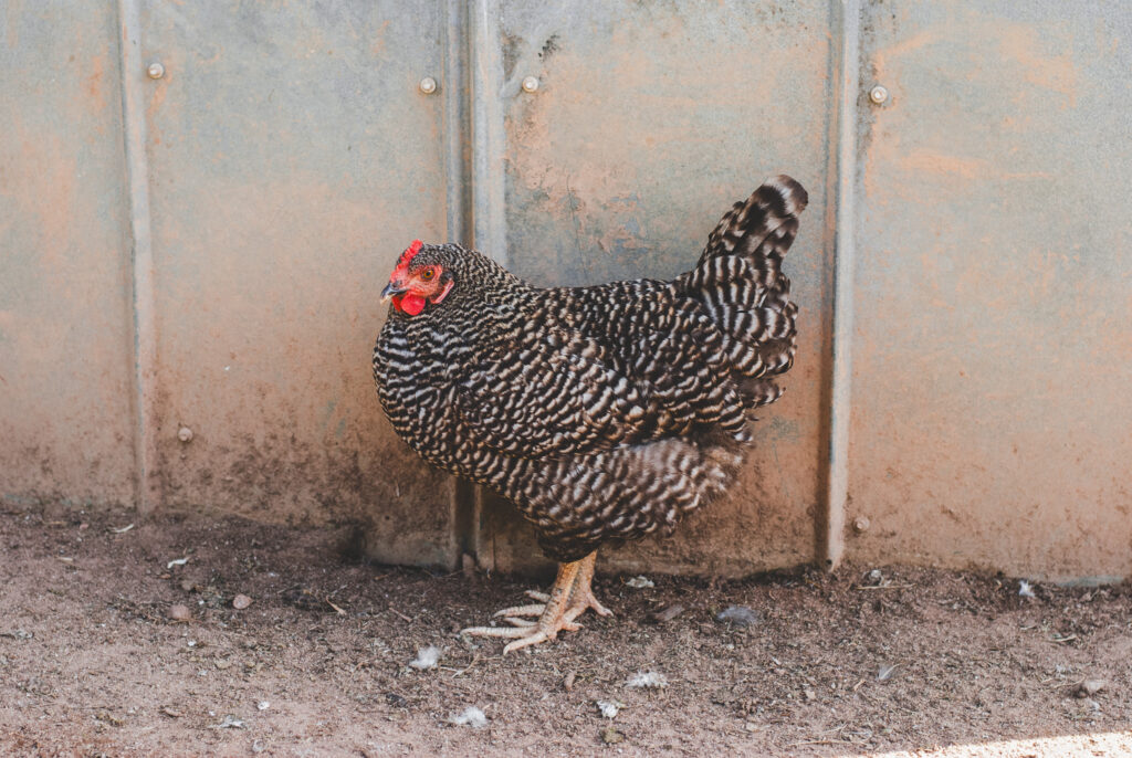 Barred Rock Chicken