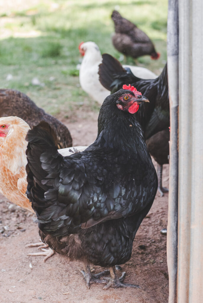 Black Australorp Chicken 