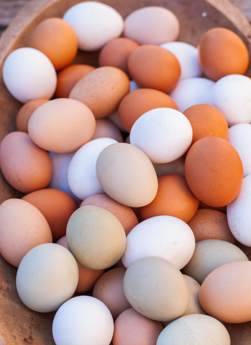 The Top 20 Best Egg Layers Chickens: Backyard Breed Guide