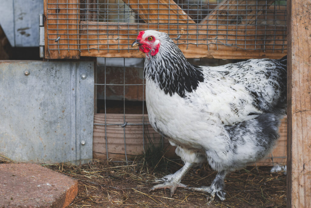 Brahma Chicken 