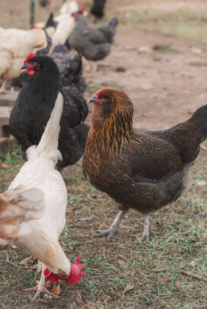 Ameraucana Chicken 