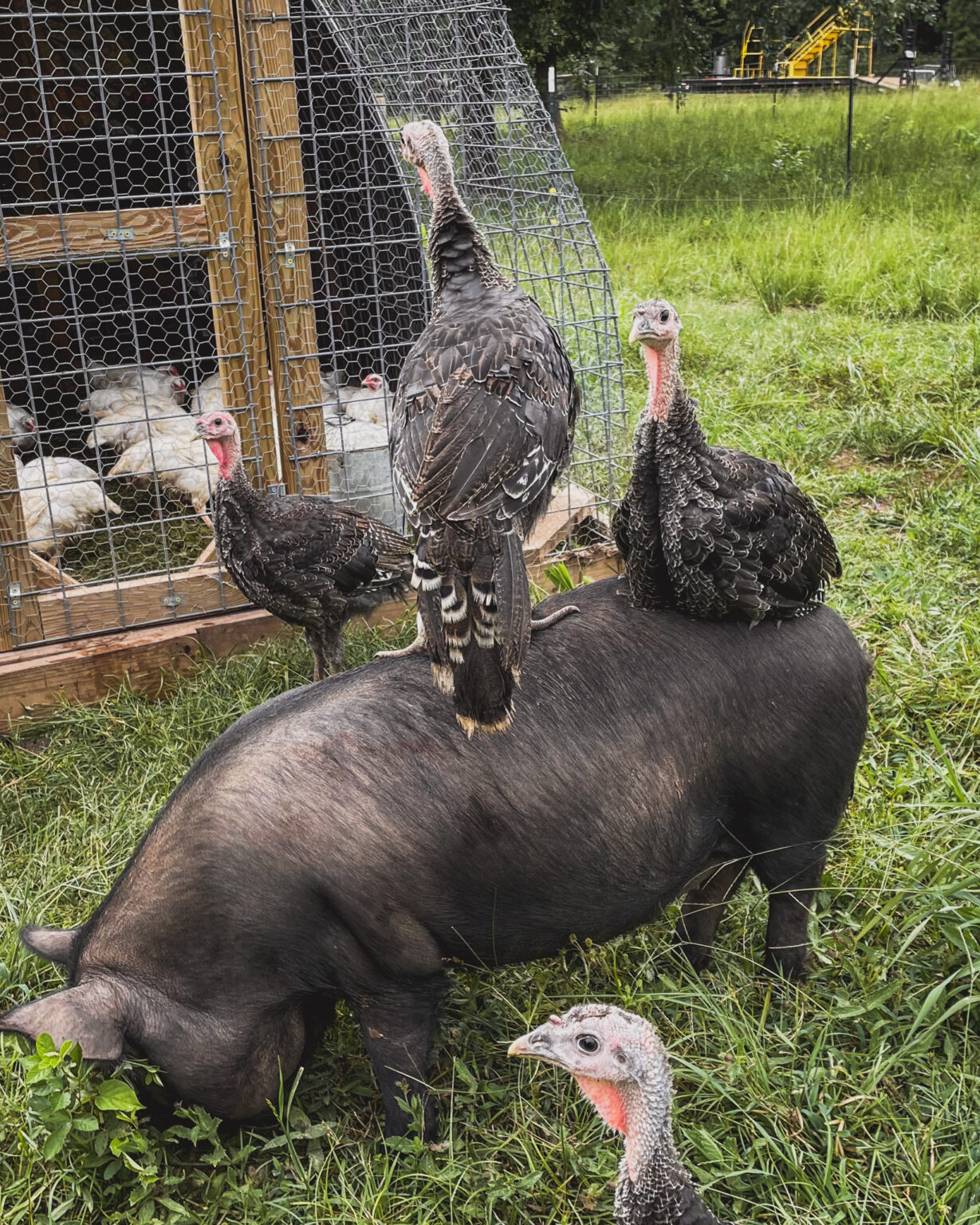Can Turkeys and Chickens Live Together in a Mixed Flock? The Little