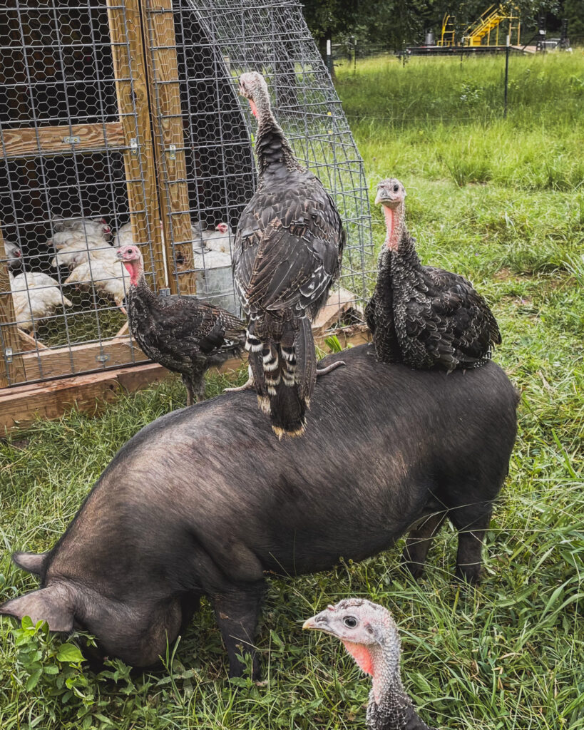 Turkeys riding on the back of a pig with meat chickens in chicken tractor 
