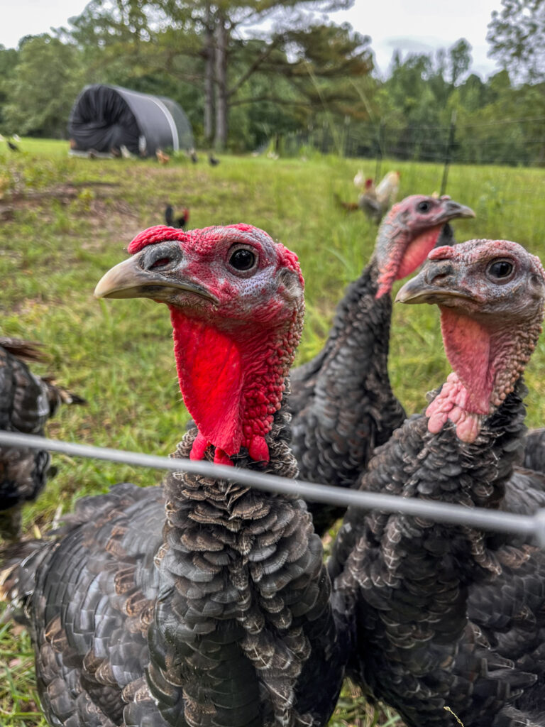 Turkey's behind a fence 