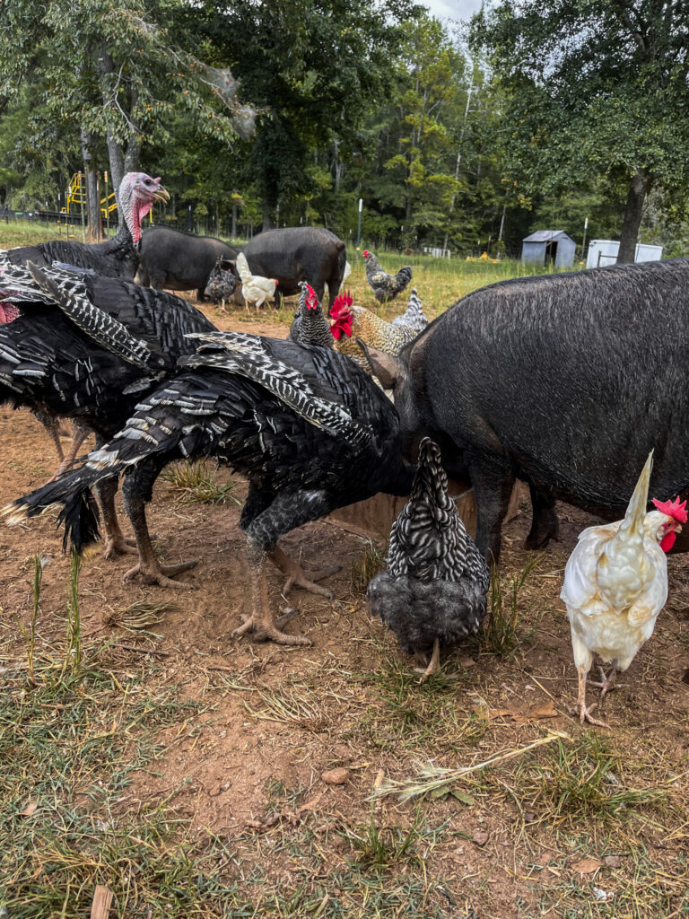 Turkeys, chickens, and pigs eating together 