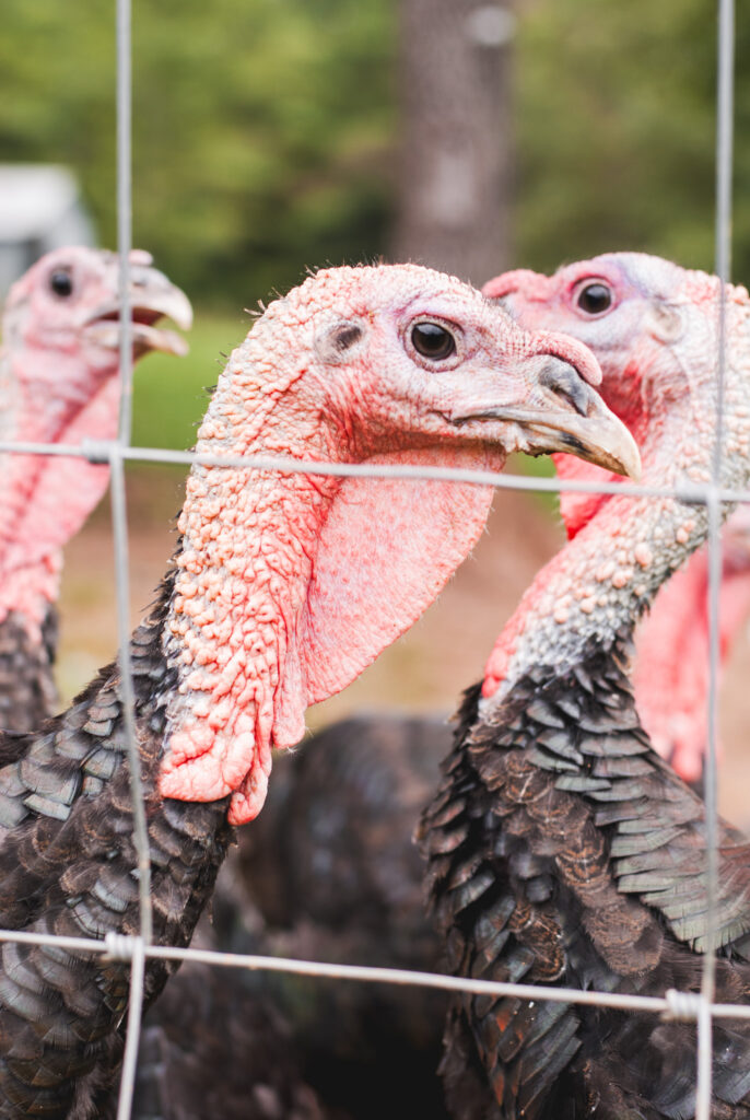 Turkeys behind a fence 