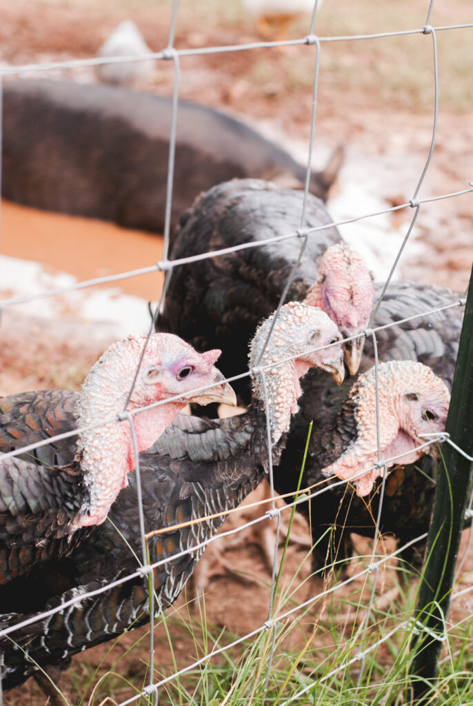 Turkeys behind a fence 