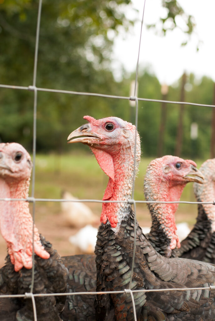 Turkeys behind a fence 