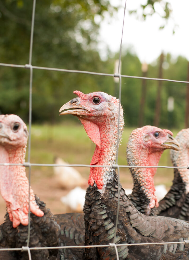 Can Turkeys and Chickens Live Together in a Mixed Flock?