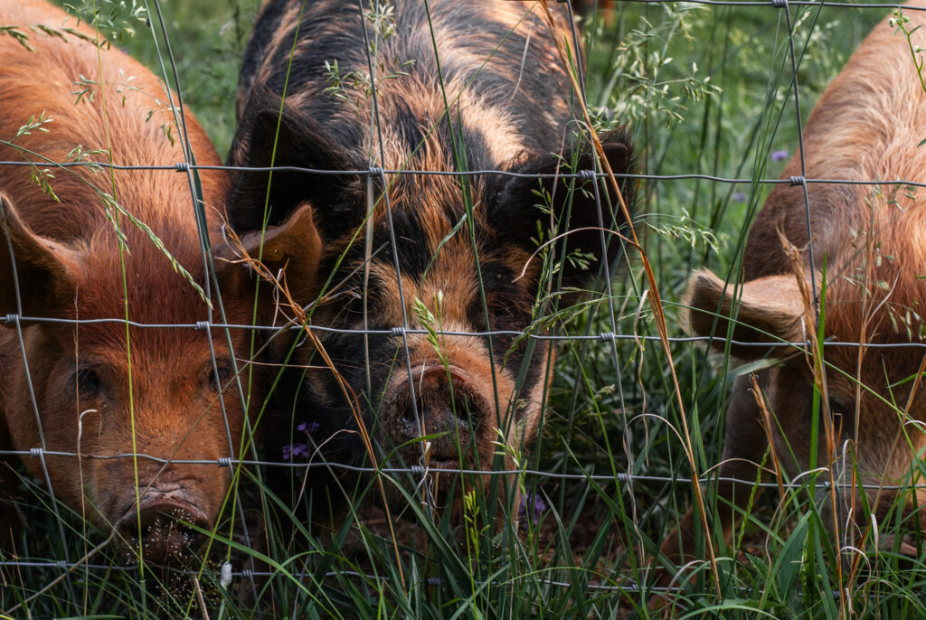 multiple red and black pigs behind a fence on pasture 