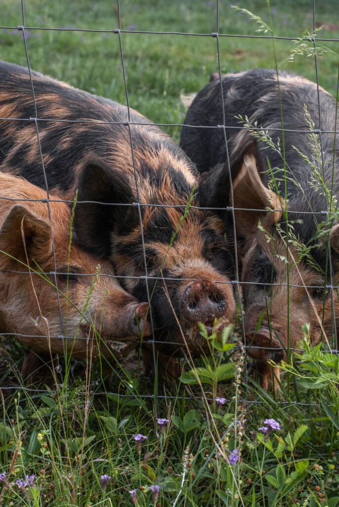Multiple pigs behind a fence 