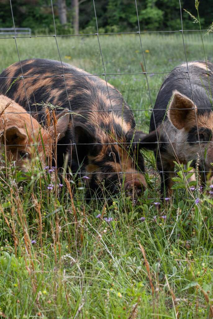 Multiple tan and black pigs behind a fence on pasture 