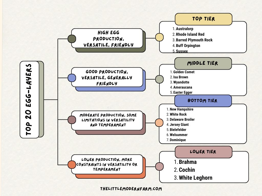 Best well rounded egg-laying breeds flowchart 