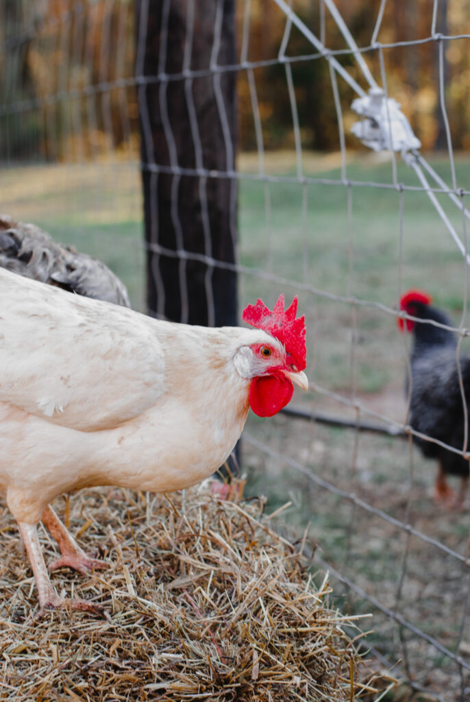 White leghorn chicken 