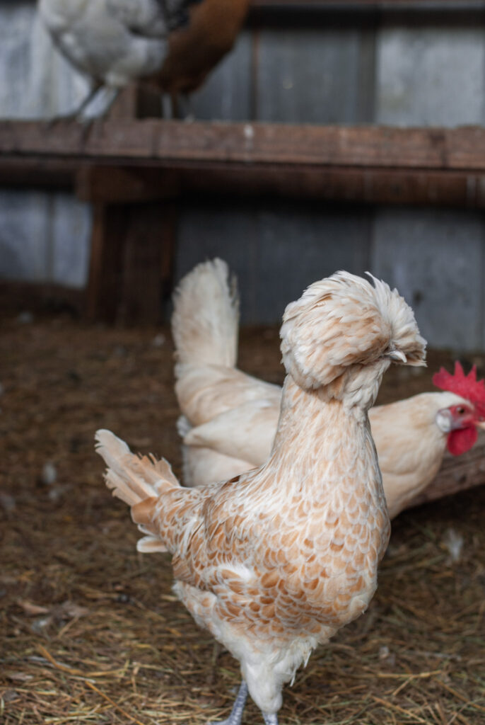 Polish and Leghorn chickens in a coop. 