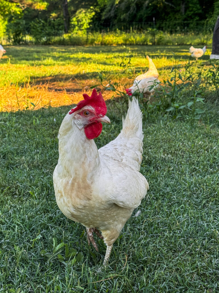 Leghorn Chickens 