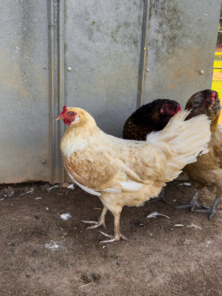 Whiting True Blue Chicken with Ameraucana Chickens 