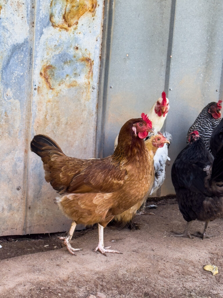 Whiting True Greed Chicken with multiple chickens 