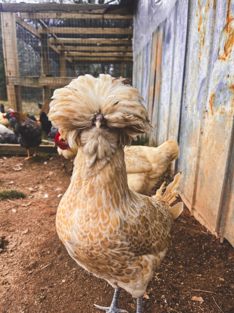 Polish chicken in front of other chickens 