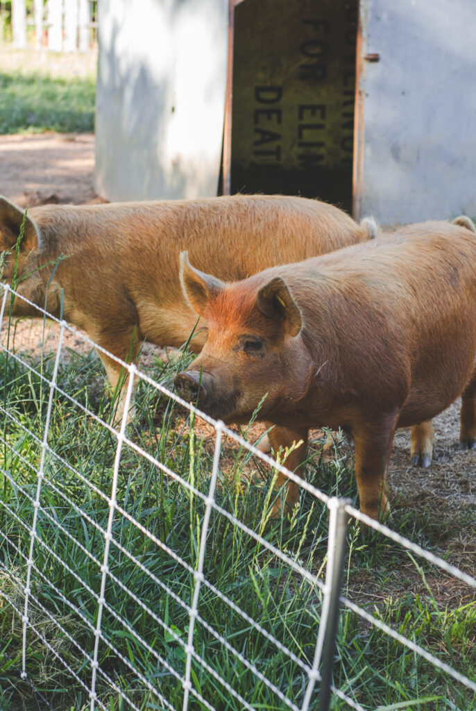 Pigs in front of shelter 