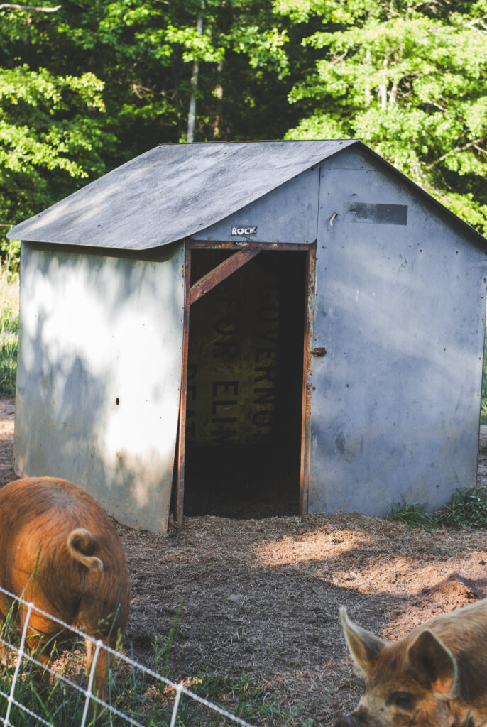 Pig shelter with straw inside it. 