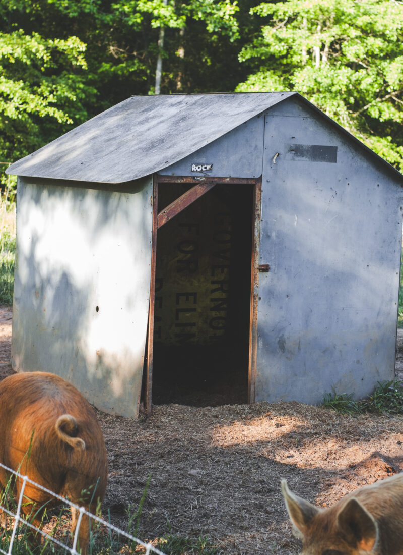 The Best Bedding To Use For Pigs -Straw vs Shavings