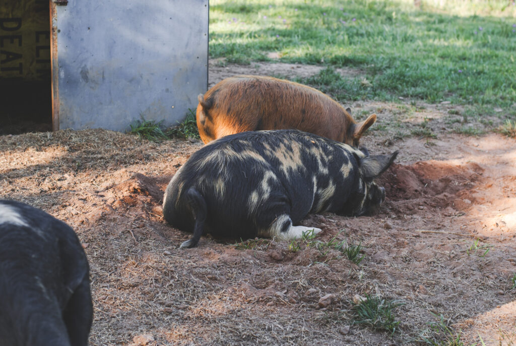 Pigs laying on straw and dirt 