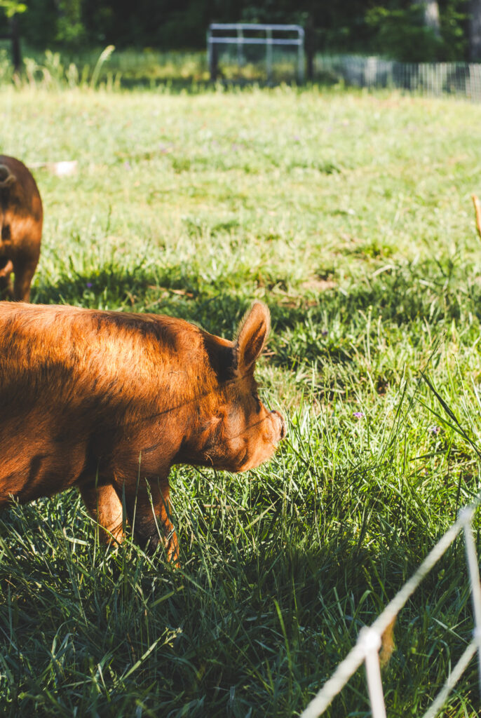 Pigs on pasture 