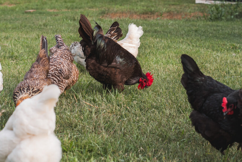 chickens scratching the grass