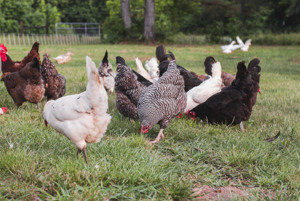 Chickens Scratching and pecking the ground 