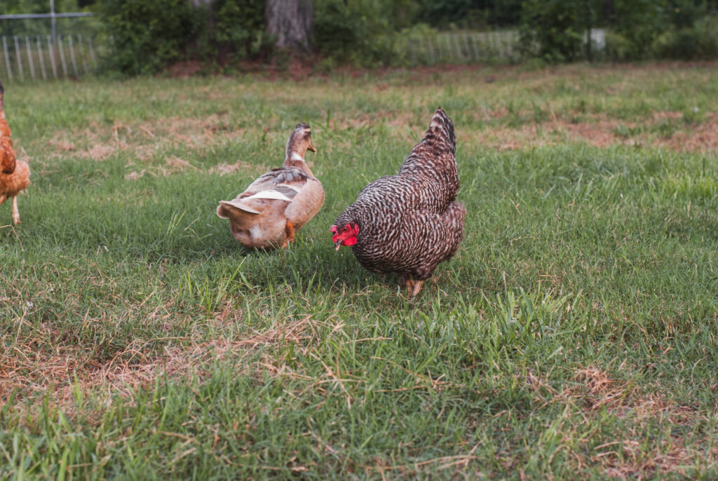 Chickens and duck on grass looking for food. 