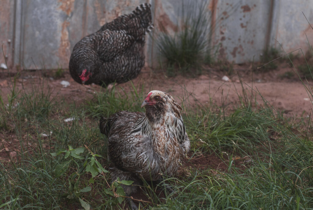 Chicken dust bathing in dirt 