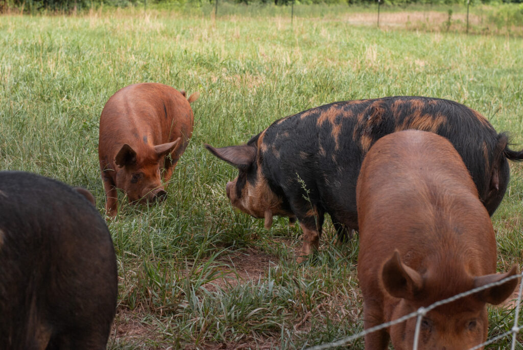 orange pigs on a pasture eating grass. 