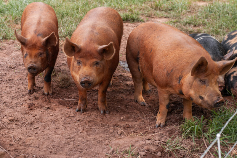 Can Pigs Eat Corn? Is Feeding Corn Healthy for Hogs? The Little