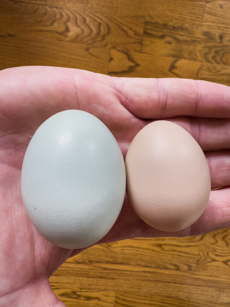 tan bantam chicken egg and standard size chicken egg in palm of hand 