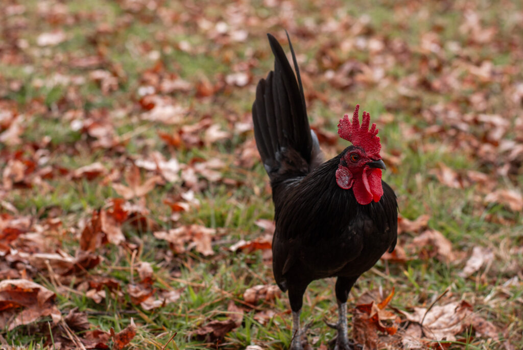 Japanese bantam chicken 